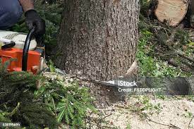 Best Tree Preservation Services  in Groesbeck, TX