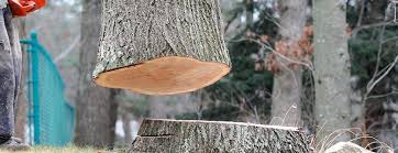 Best Tree Cabling and Bracing  in Groesbeck, TX
