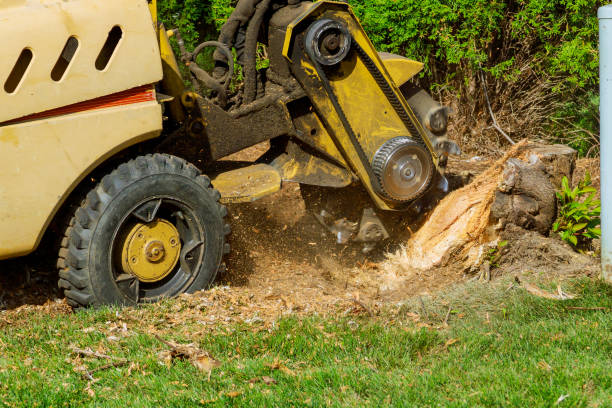 Best Tree Mulching  in Groesbeck, TX