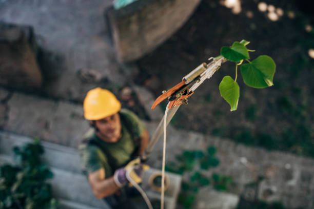 Best Tree Mulching  in Groesbeck, TX