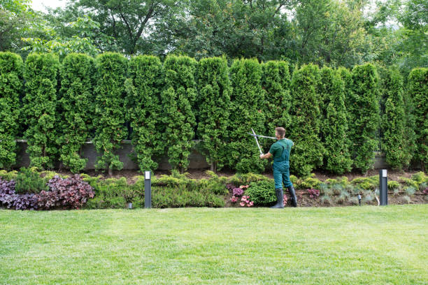 Best Tree Health Inspection  in Groesbeck, TX