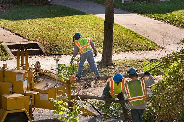 Best Tree Risk Assessment  in Groesbeck, TX