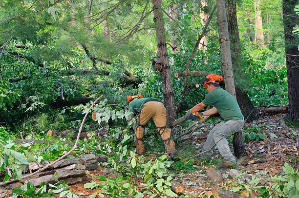 Best Tree Removal  in Groesbeck, TX