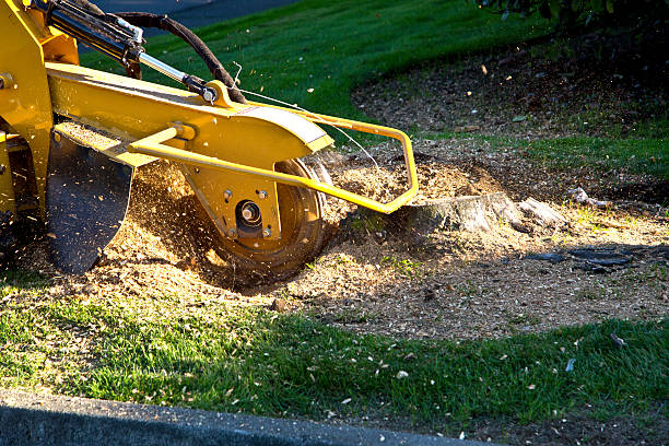 How Our Tree Care Process Works  in  Groesbeck, TX