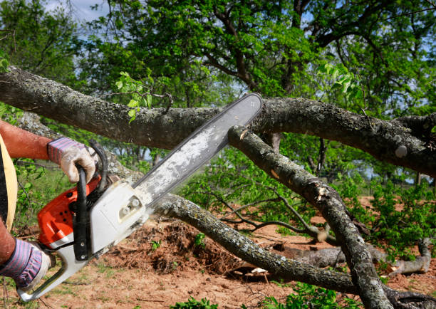 Best Tree and Shrub Care  in Groesbeck, TX
